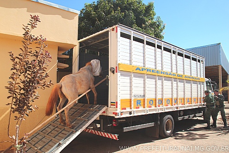 Unaí inicia apreensão de cavalos e bois “abandonados” em vias públicas; abrigo para receber os animais ficou pronto