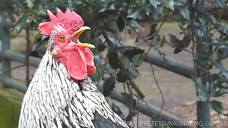 Criação de galinhas na cidade é motivo de reclamação de vizinhos