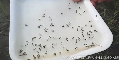 Dengue: ainda é alta a infestação de larvas do mosquito em Unaí