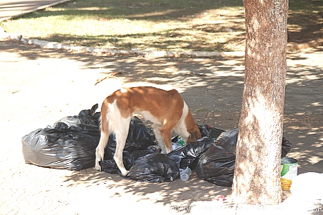 Cães nas ruas: Município e Ministério Público assinam TAC para resolver problema