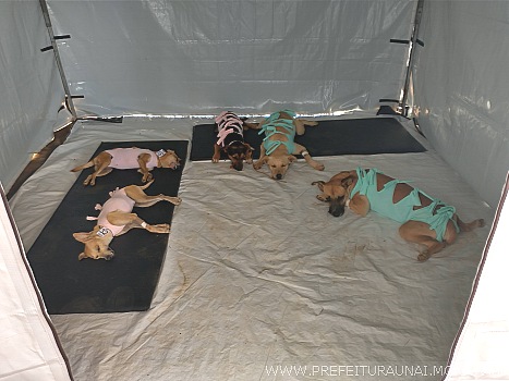 Causa animal: Unaí recebe ajuda de ONG e pode castrar até 300 cães e gatos a mais entre 12 e 15 de julho