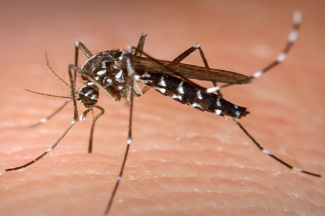 Dengue: alto índice de infestação larvária na cidade obriga PMU a convocar força-tarefa
