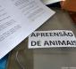 Animais soltos, vidas em perigo – em quatro dias do mês de abril, quatro animais apreendidos em rodovias
