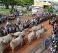 Festa da Moagem – carros de bois começam a chegar aos pousos de Unaí; desfile na avenida será no dia 27, e festa no Parque de Exposições de.
