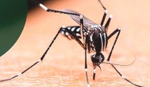 resultado-de-indice-de-infestacao-larvaria-aponta-risco-altissimo-de-epidemia-de-dengue-em-unai-pmu-vai-intensificar-acoes-de-combate-e-prevencao