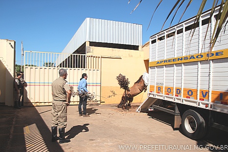 cavalo 0001