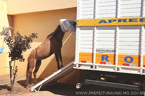 cavalo 0002