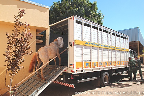 cavalo 0003