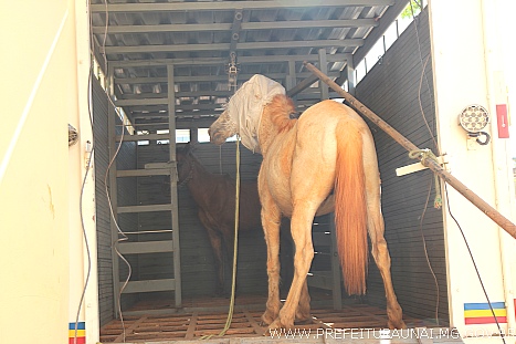 cavalo 0004