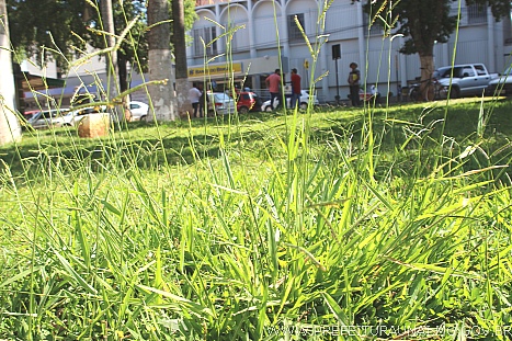 limpunai 0006