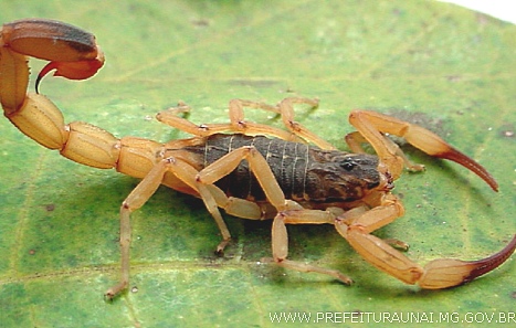 scorpii 0001