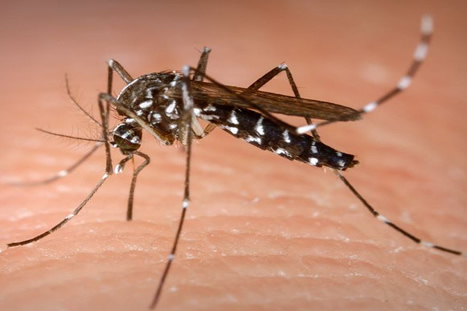 dengue materia destaque