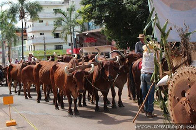 24-festa-da-moagem-entre-40-e-50-carros-desfilarao-pela-avenida-nesta-quarta-30-4