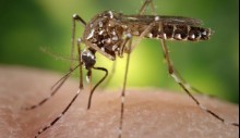 sesau-registra-864-casos-positivos-de-dengue-em-unai-nos-ultimos-3-meses-mais-comum-em-unai-sorotipo-viral-1-e-o-prevalente