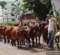 24ª Festa da Moagem:  entre 40 e 50 carros desfilarão pela avenida nesta quarta (30/4)