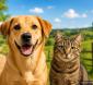 Vacinação antirrábica chega à zona rural de Unaí; confira o cronograma e proteja seu cão ou gato